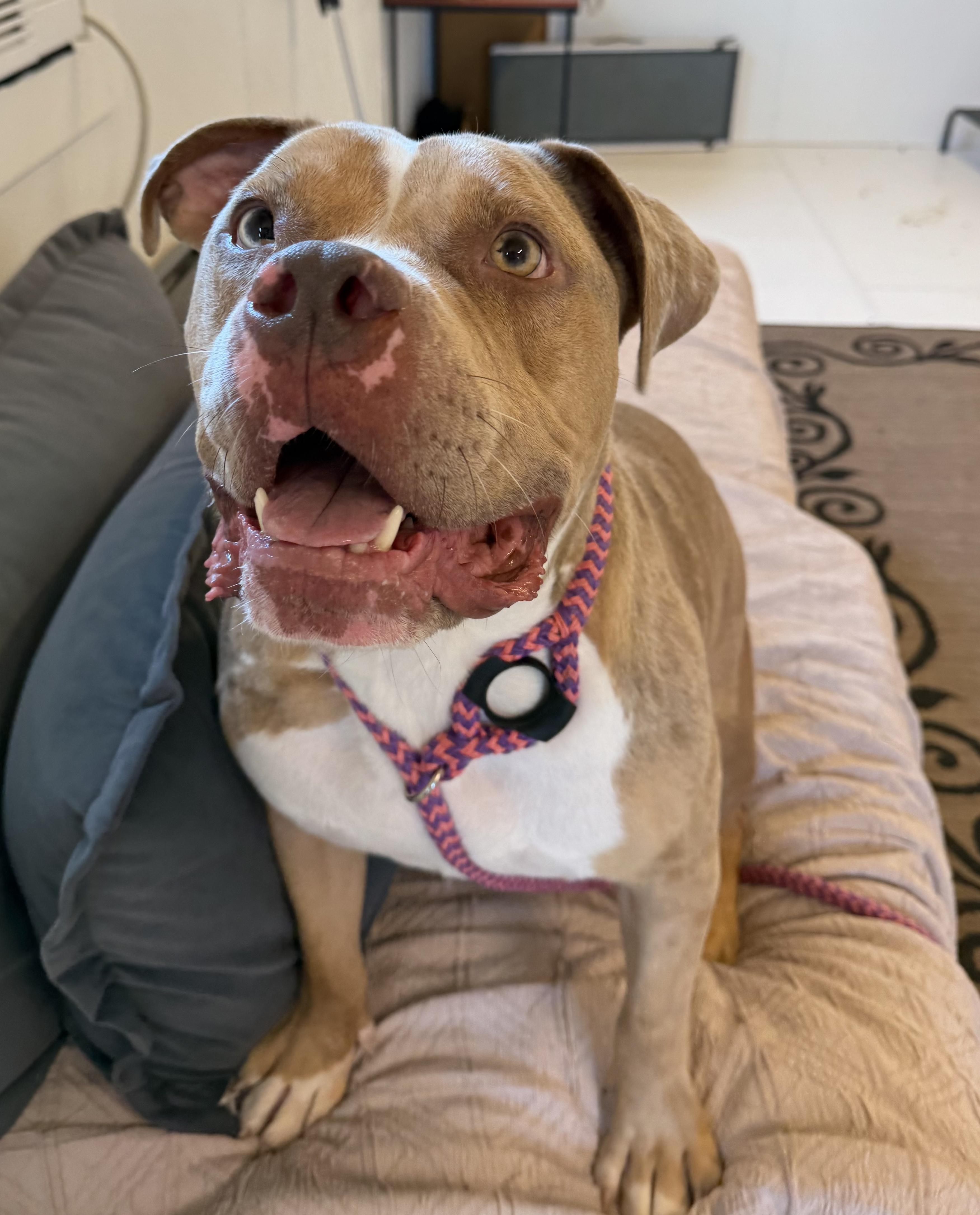 Enlarge Krisp, a Adoptable Mixed Breed in Queenstown, MD image 3/3