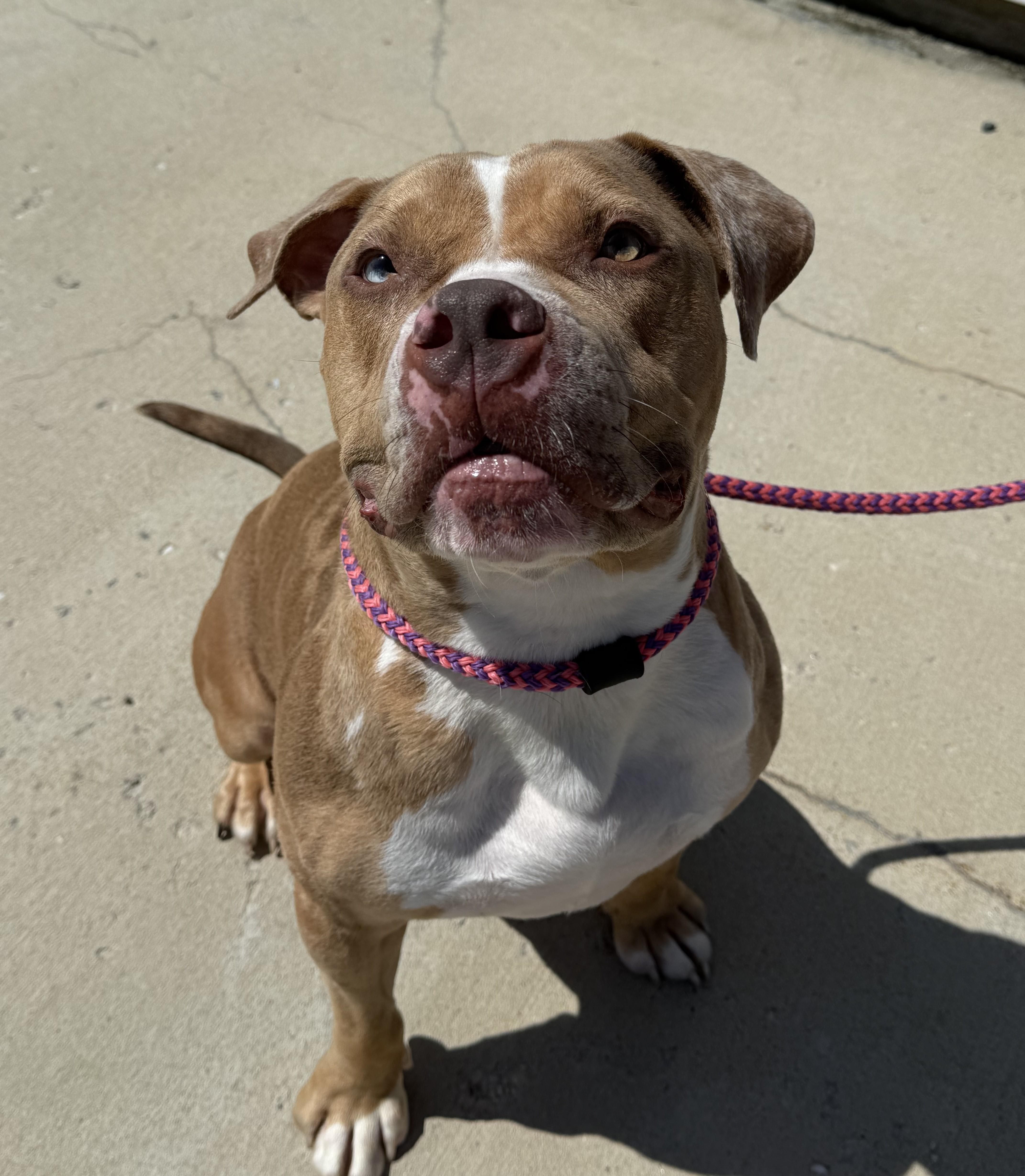 Krisp, Adoptable, Young Male Mixed Breed.