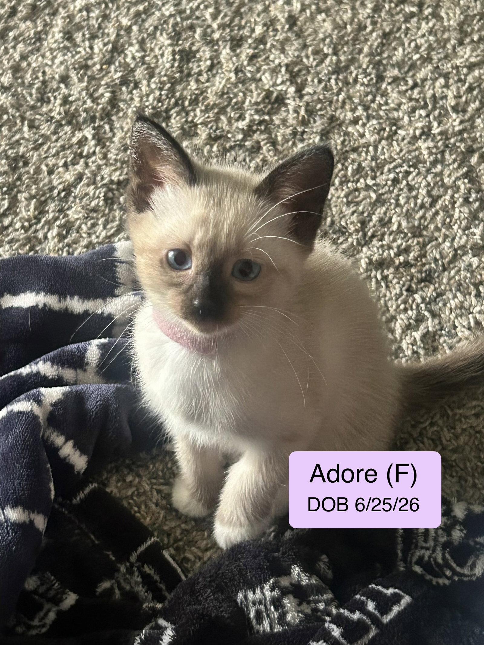 Enlarge Adore, a Adoptable mixed breed in Vacaville, CA image 1/1