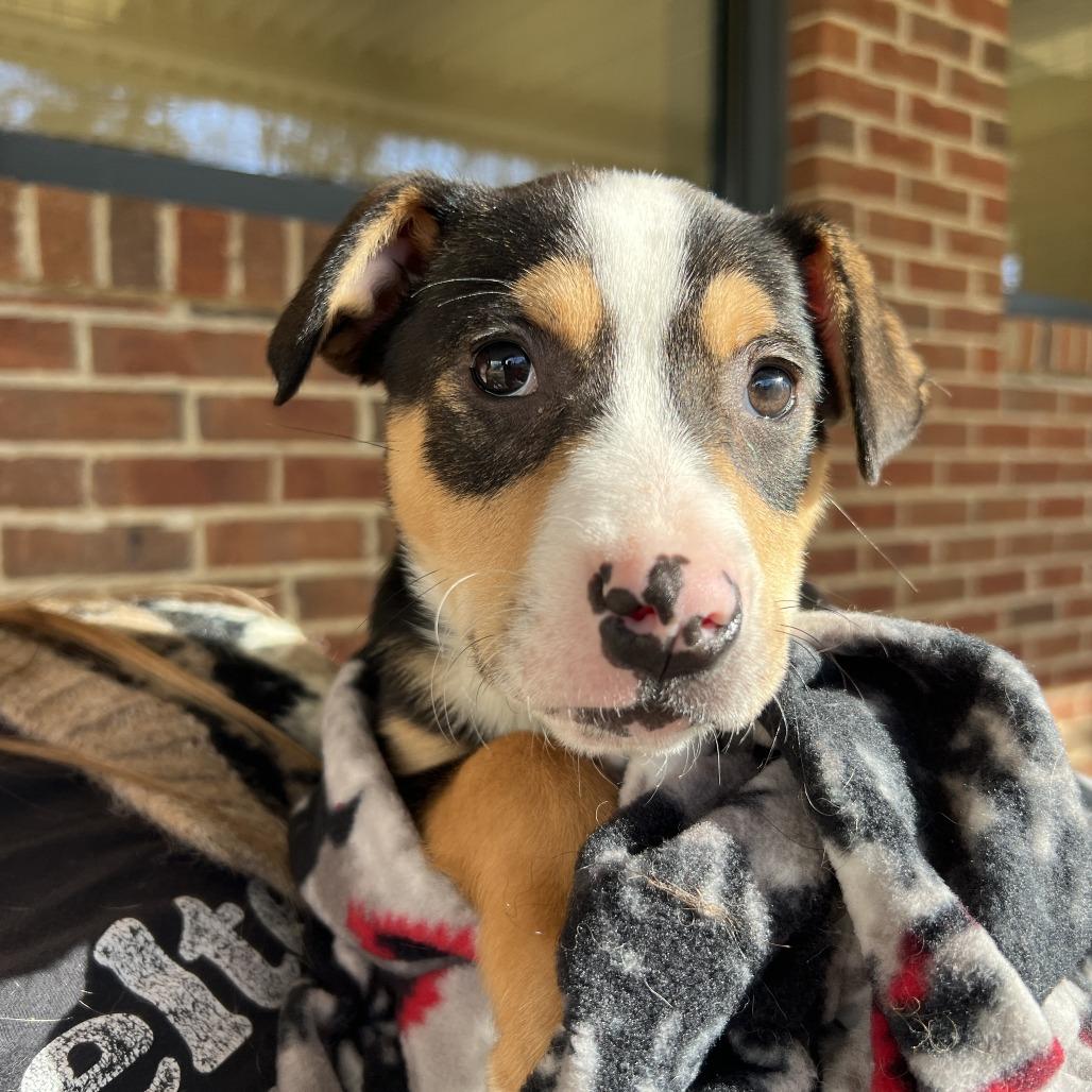 Noodle, Adoptable, Puppy Female Pit Bull Terrier & Mixed Breed.