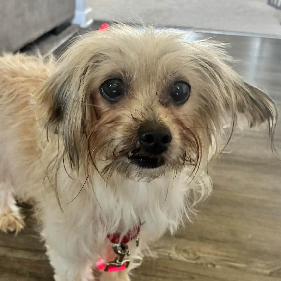 Brigid, ADOPTABLE, Adult Female Maltese.