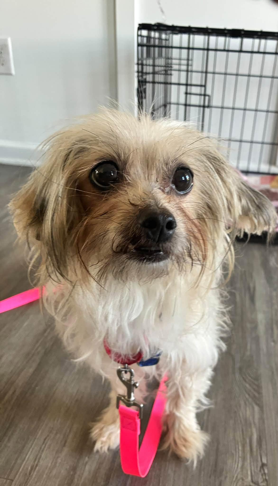Enlarge Brigid, a ADOPTABLE mixed breed in Grafton, OH image 2/3