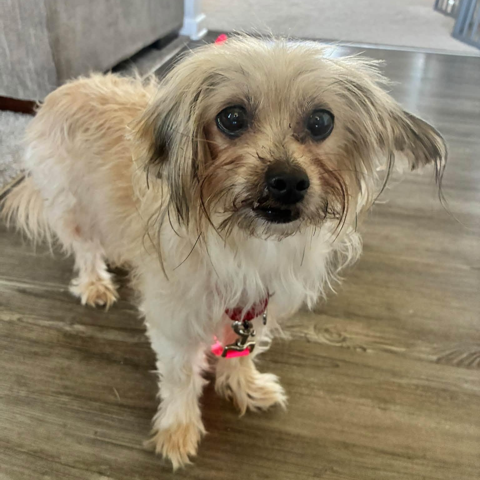Enlarge Brigid, a ADOPTABLE mixed breed in Grafton, OH image 3/3