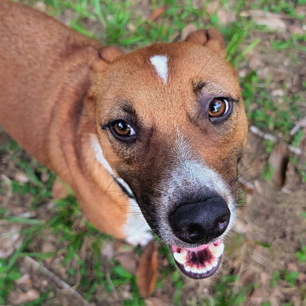Roy, Adoptable, Adult Male Hound & Mixed Breed.