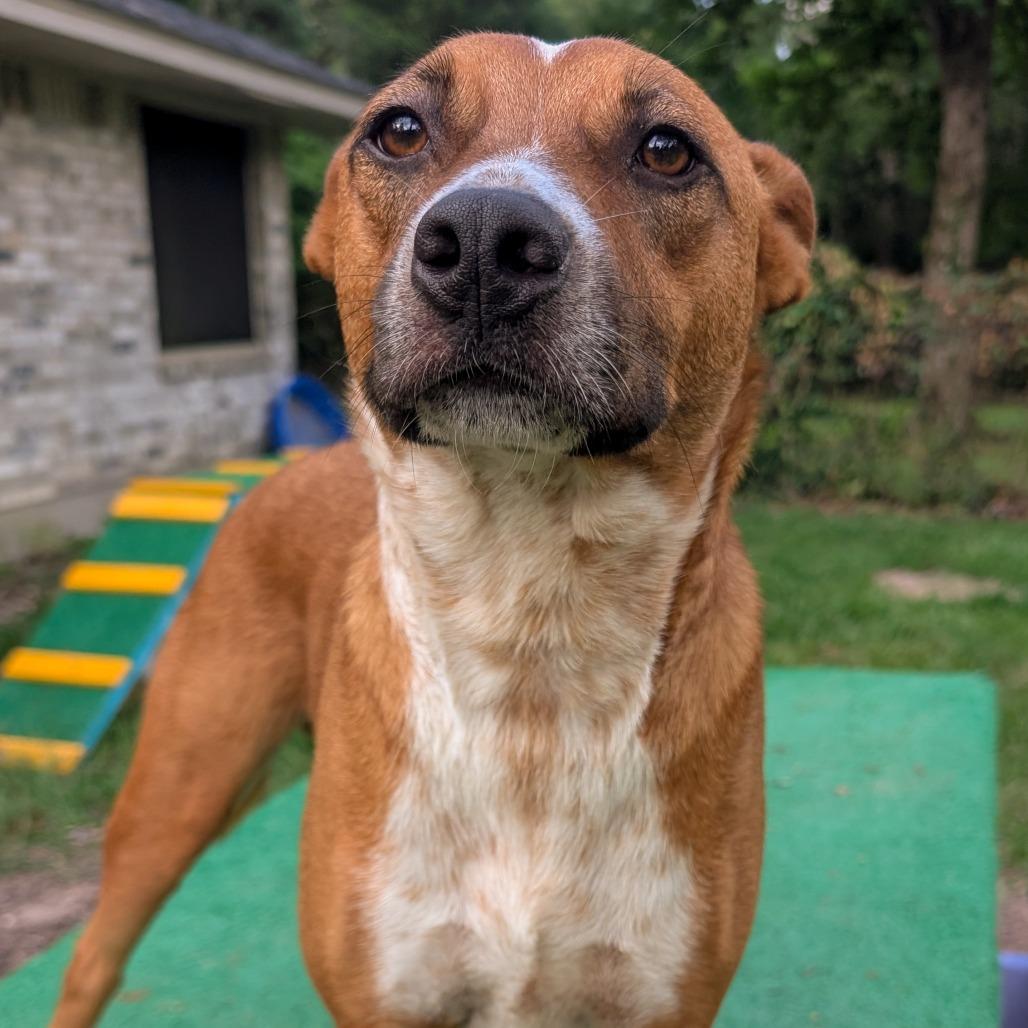 Enlarge Roy, a Adoptable mixed breed in Houston, TX image 2/6