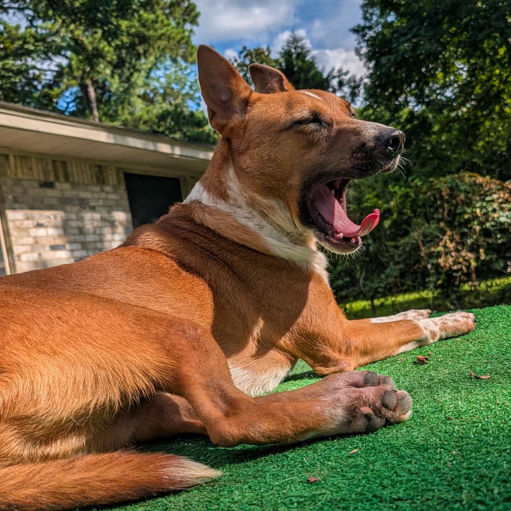 Enlarge Roy, a Adoptable mixed breed in Houston, TX image 3/6