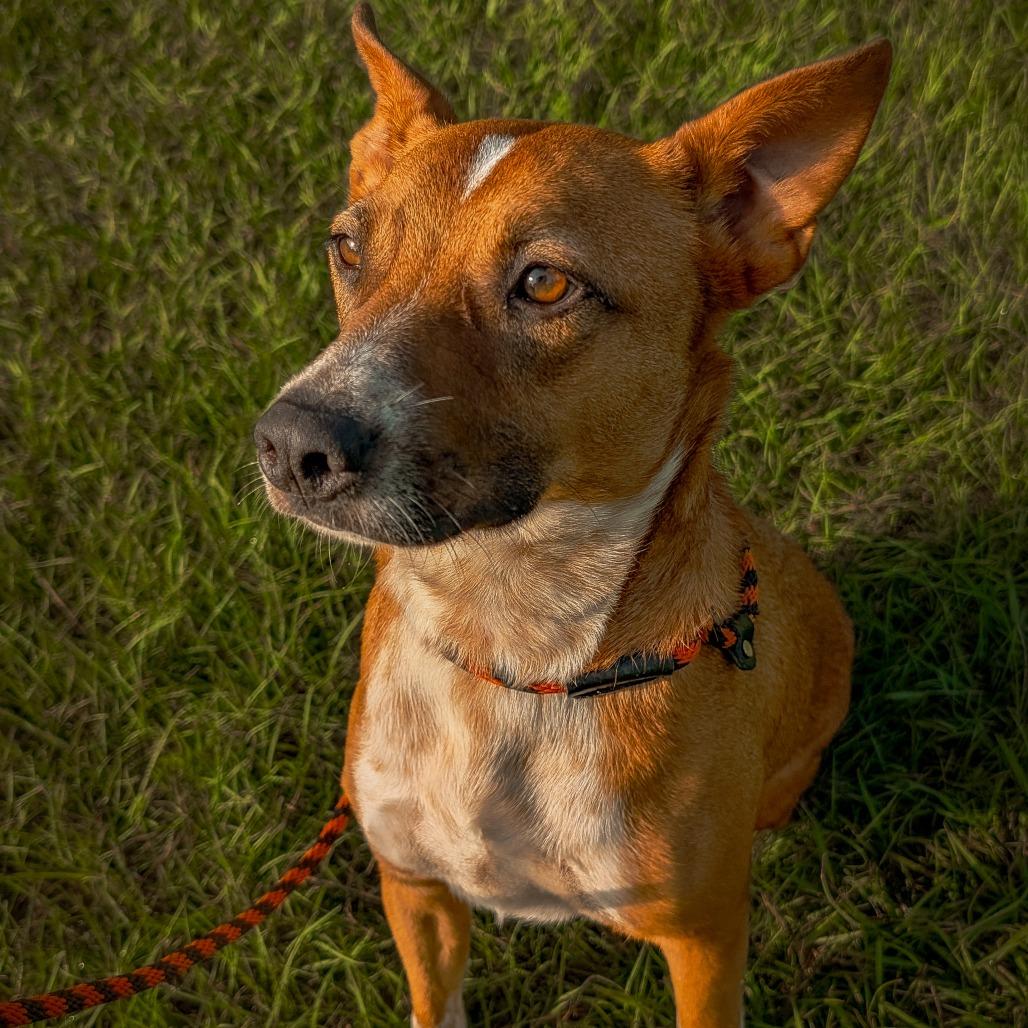 Enlarge Roy, a Adoptable mixed breed in Houston, TX image 4/6