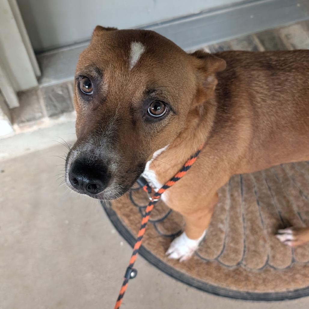 Enlarge Roy, a Adoptable mixed breed in Houston, TX image 5/6