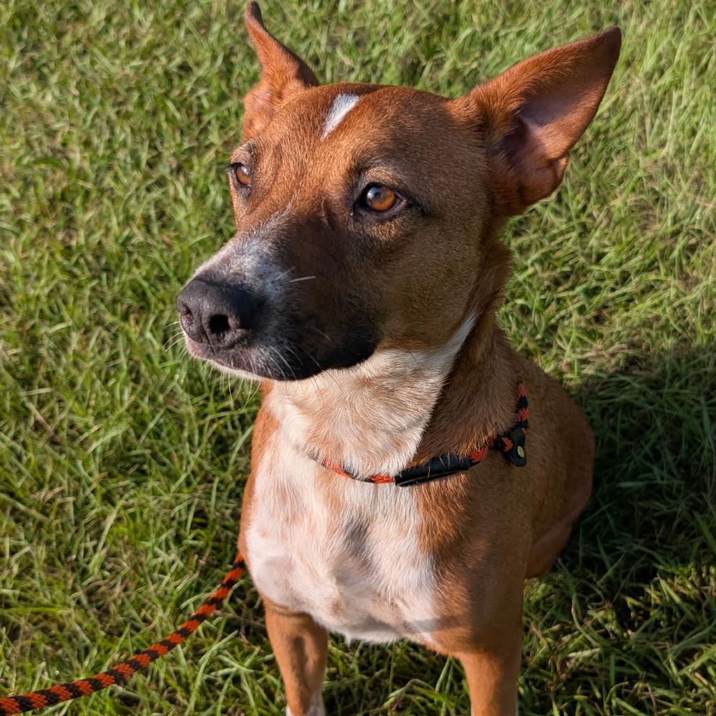 Enlarge Roy, a Adoptable mixed breed in Houston, TX image 6/6