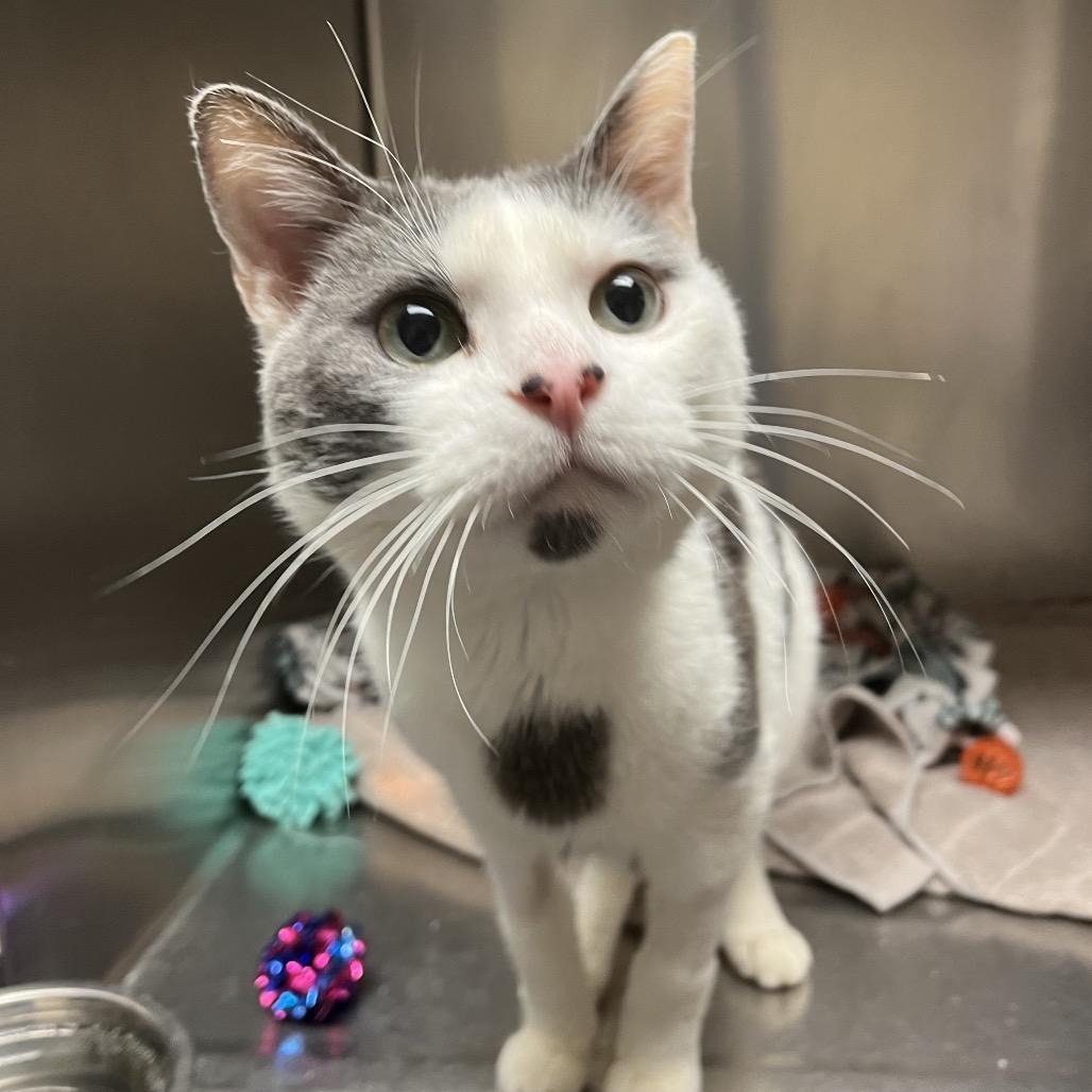 Daren, Adoptable, Adult Male Domestic Short Hair.