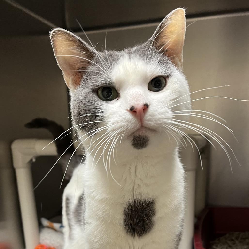 Enlarge Daren, a Adoptable Domestic Short Hair in York, PA image 2/6