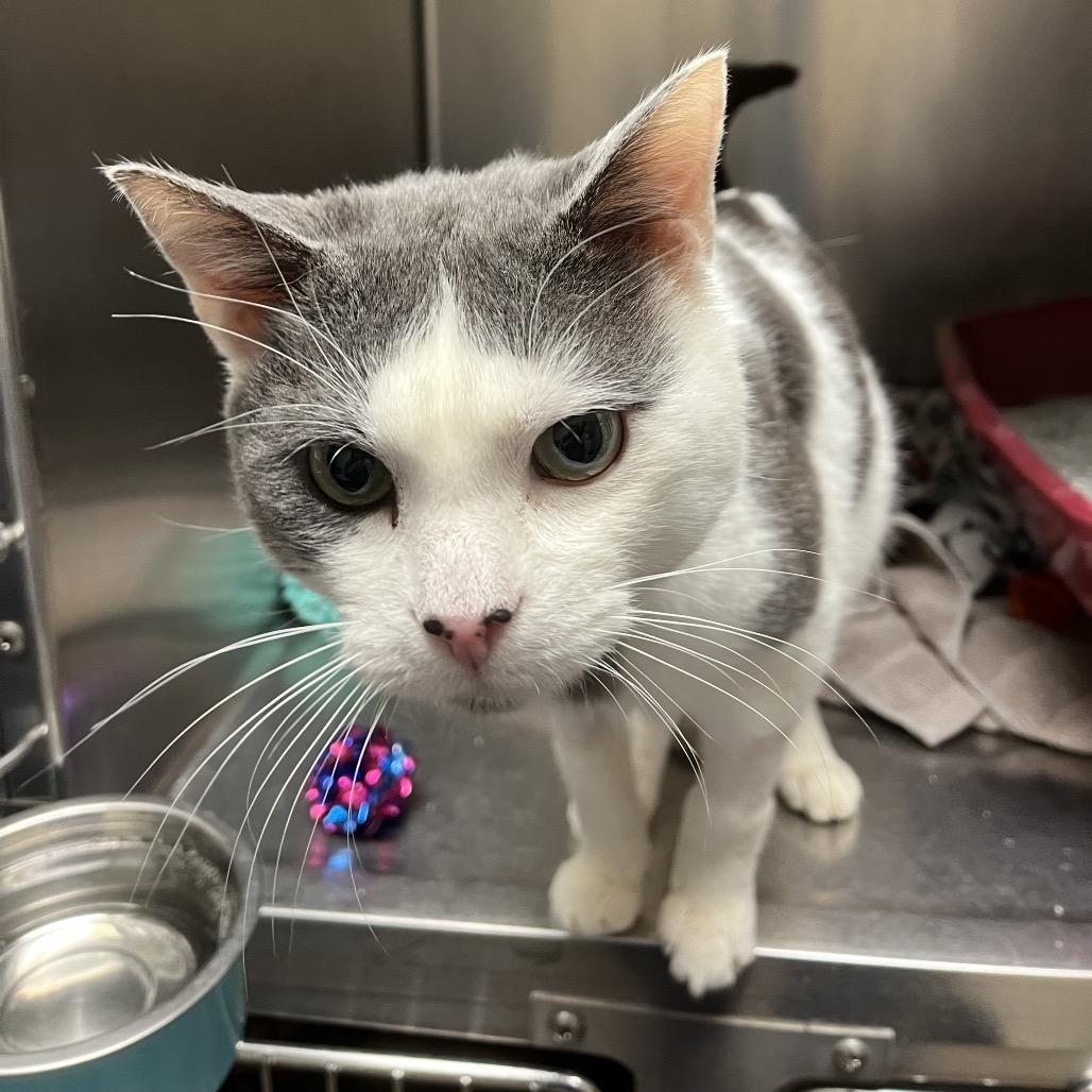 Enlarge Daren, a Adoptable Domestic Short Hair in York, PA image 3/6