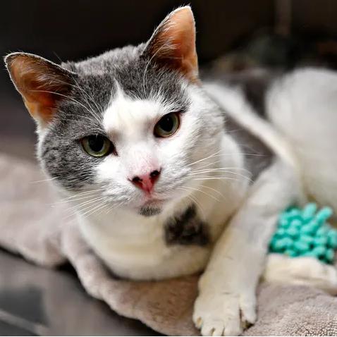 Enlarge Daren, a Adoptable Domestic Short Hair in York, PA image 4/6