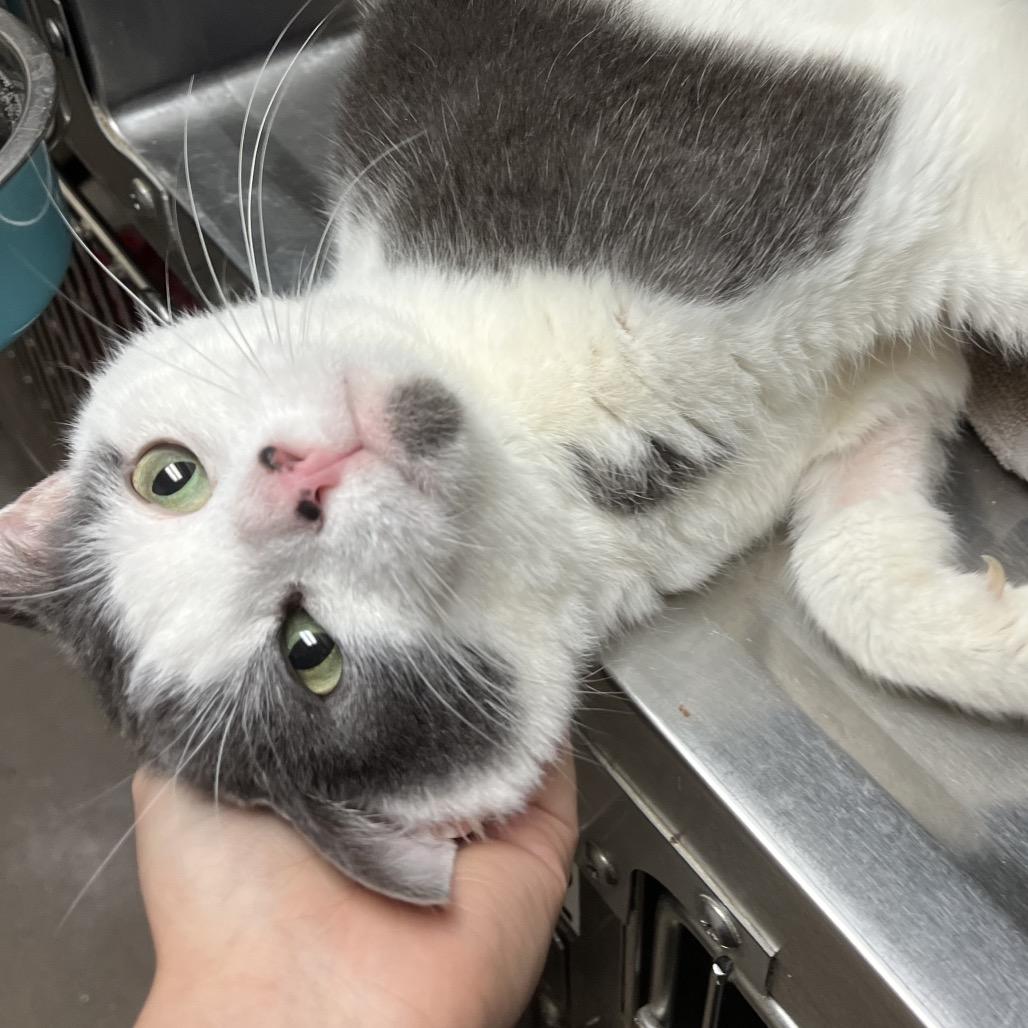 Enlarge Daren, a Adoptable Domestic Short Hair in York, PA image 5/6