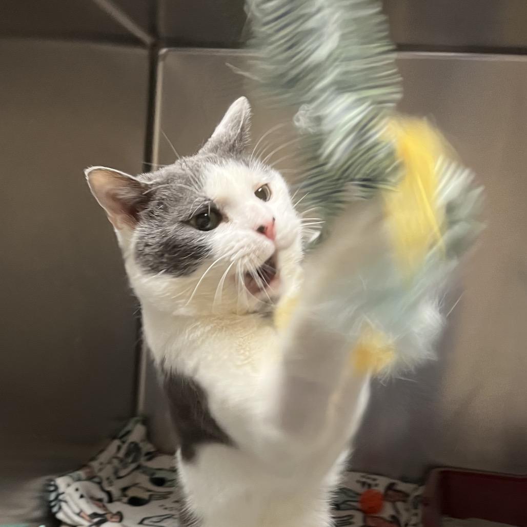 Enlarge Daren, a Adoptable Domestic Short Hair in York, PA image 6/6