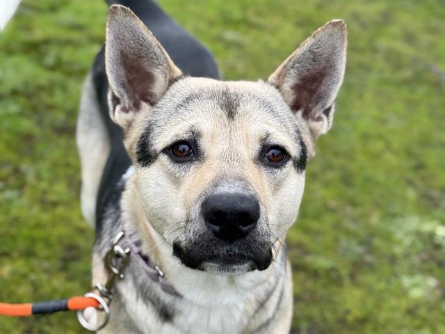 Enlarge ELPHABA, a Adoptable mixed breed in Tacoma, WA image 1/1