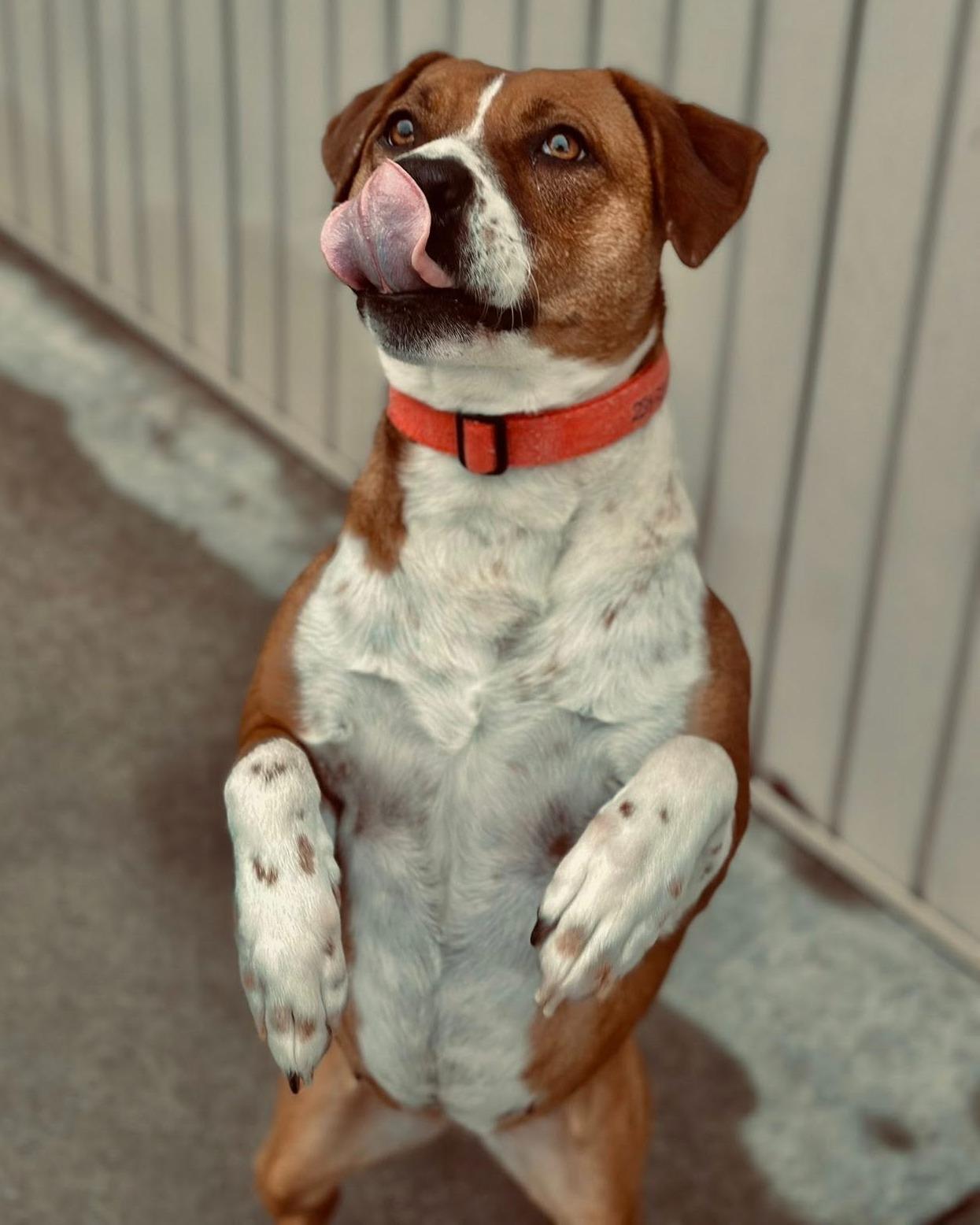 Enlarge Aurora, a Adoptable mixed breed in Fremont, MI image 5/6