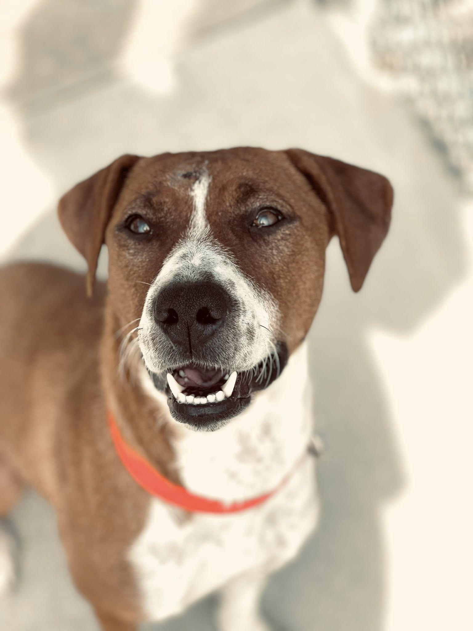Aurora, an adoptable Pit Bull Terrier in Fremont, MI, 49412 | Photo Image 1