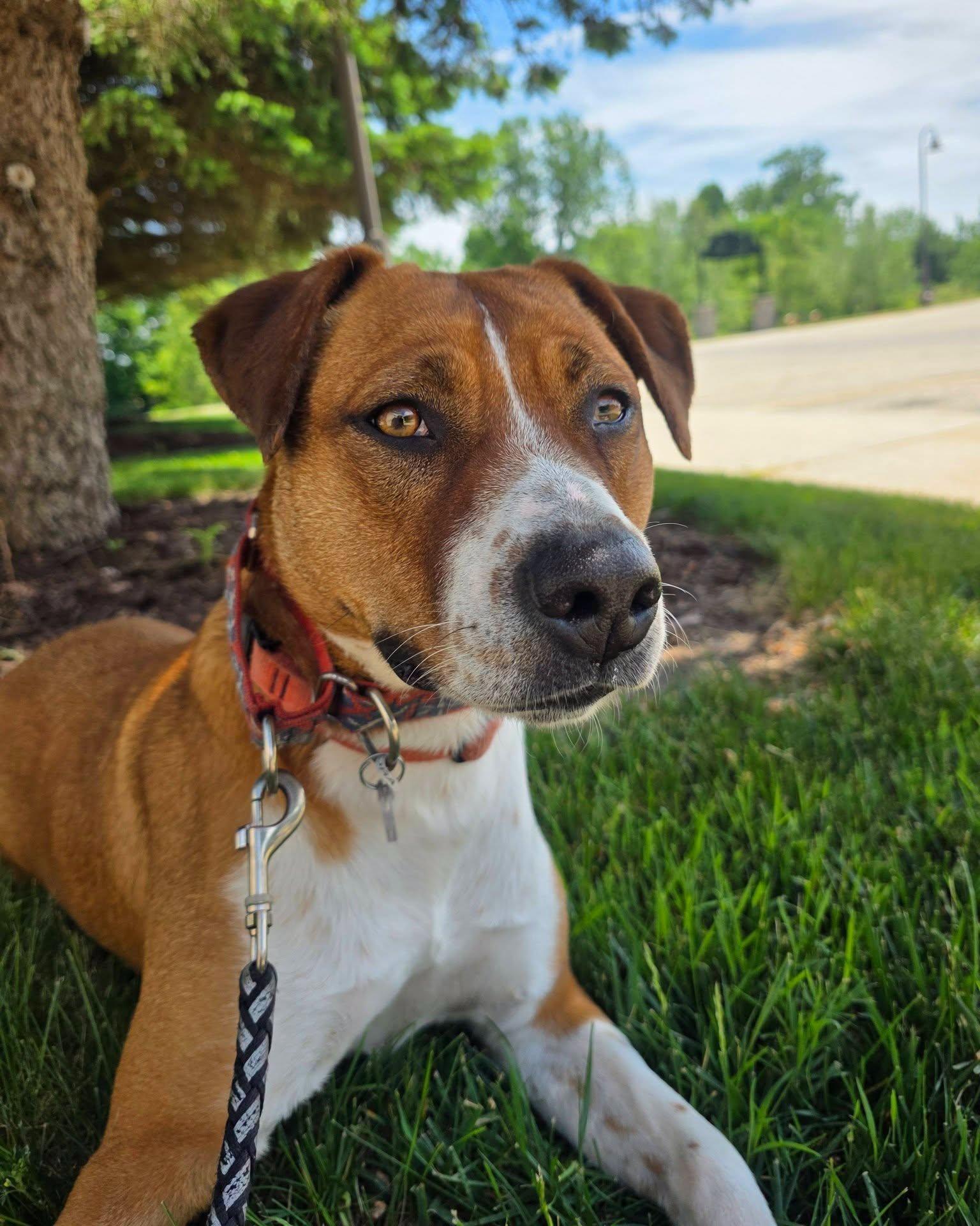Aurora, Adoptable, Adult Female Pit Bull Terrier.