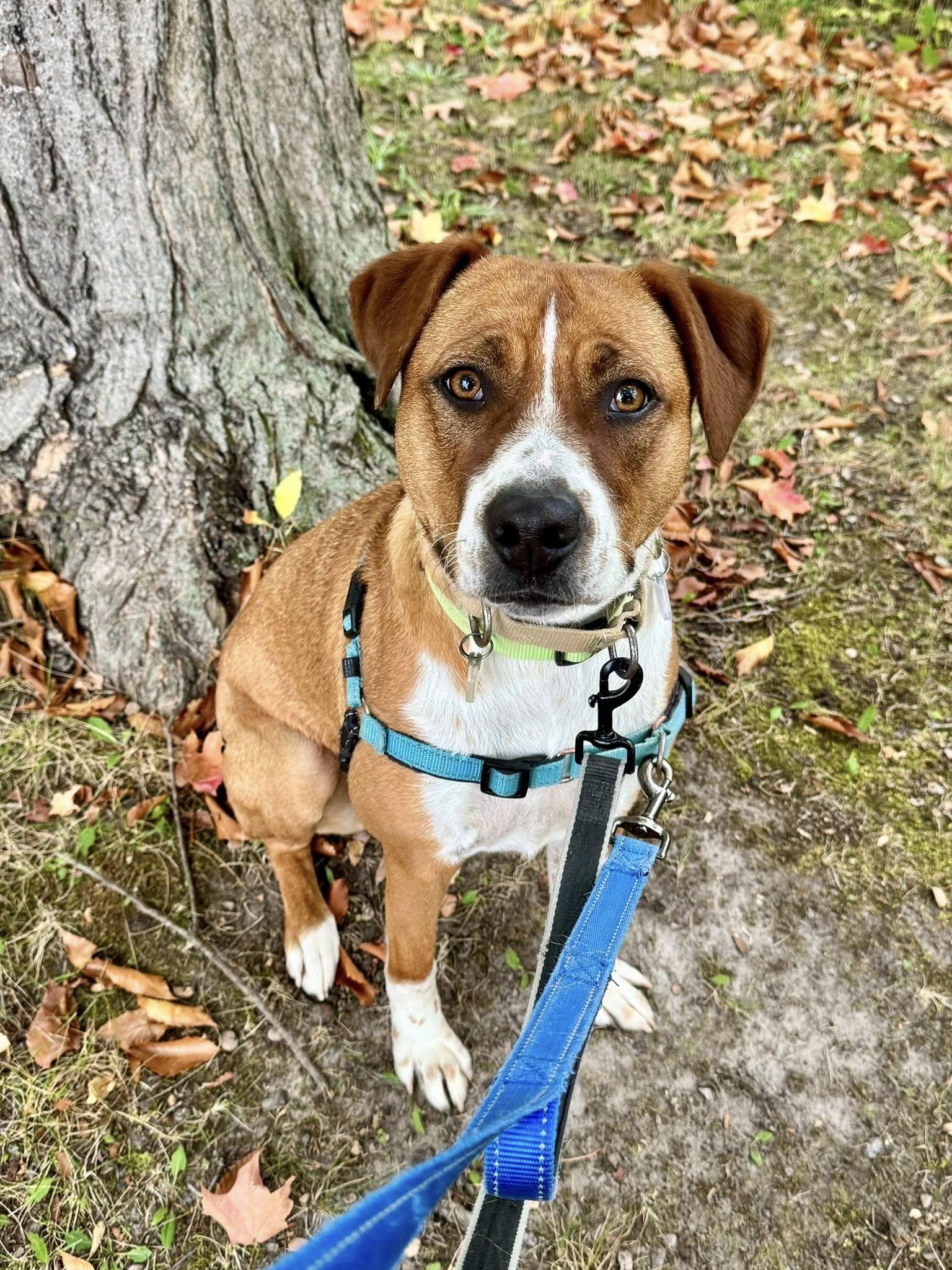 Aurora, a Adoptable mixed breed in Fremont, MI image 1/3