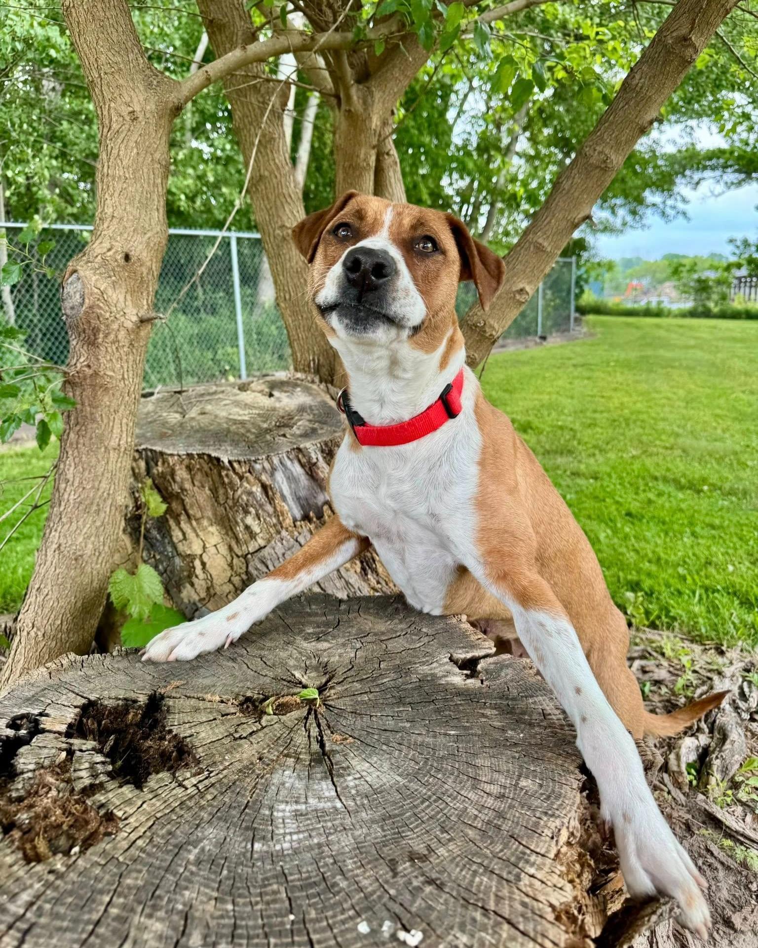 Aurora, an adoptable Pit Bull Terrier in Fremont, MI, 49412 | Photo Image 3