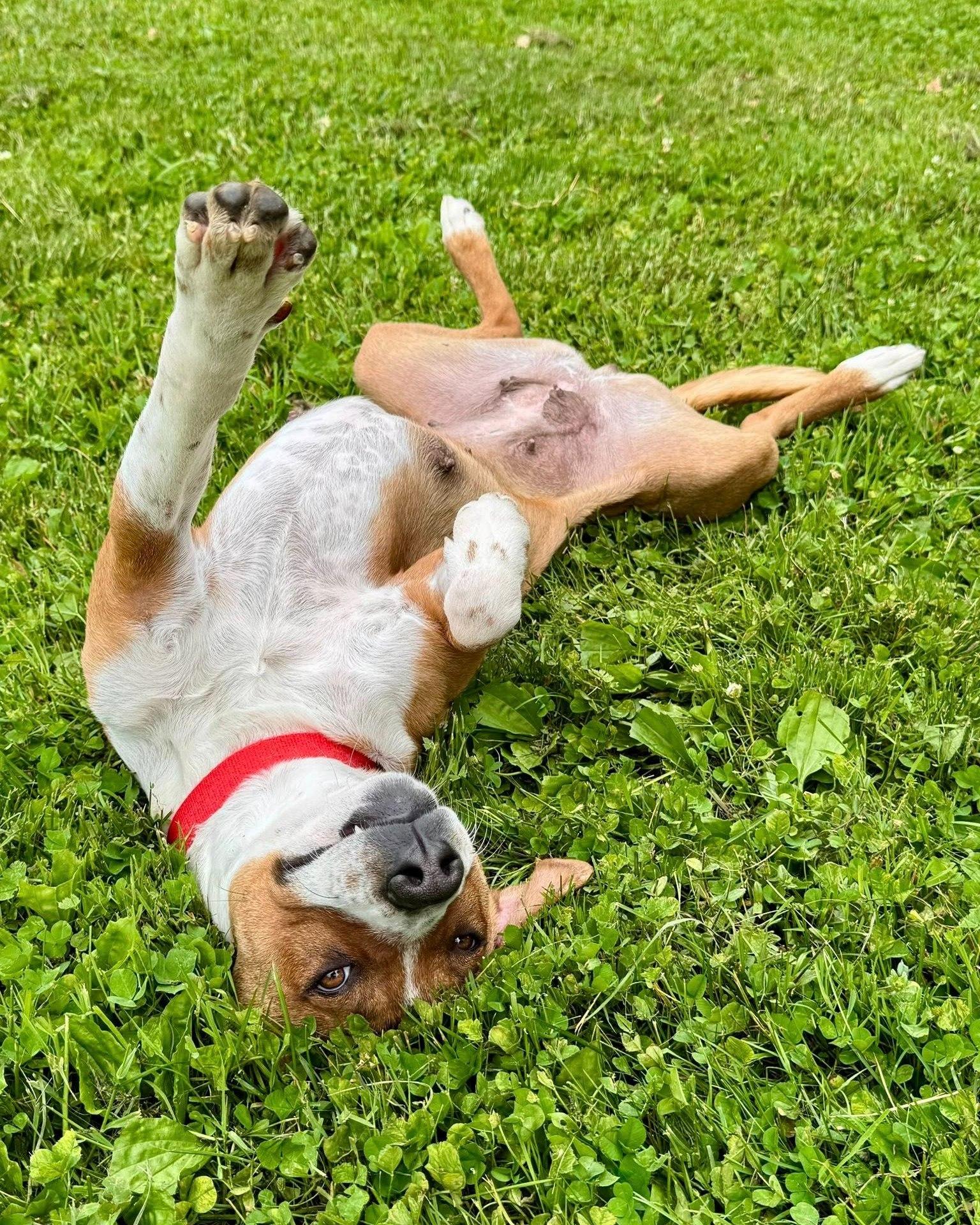 Aurora, an adoptable Pit Bull Terrier in Fremont, MI, 49412 | Photo Image 2