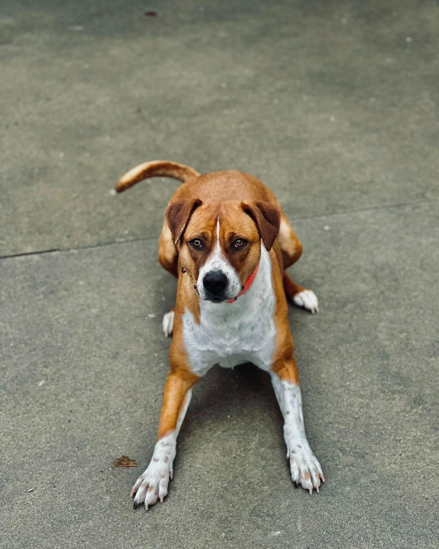 Enlarge Aurora, a Adoptable mixed breed in Fremont, MI image 6/6