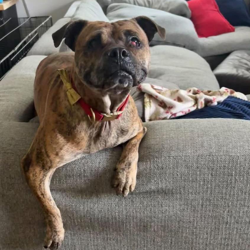 Enlarge Gemma, a Adoptable mixed breed in Jacksonville, NC image 2/3