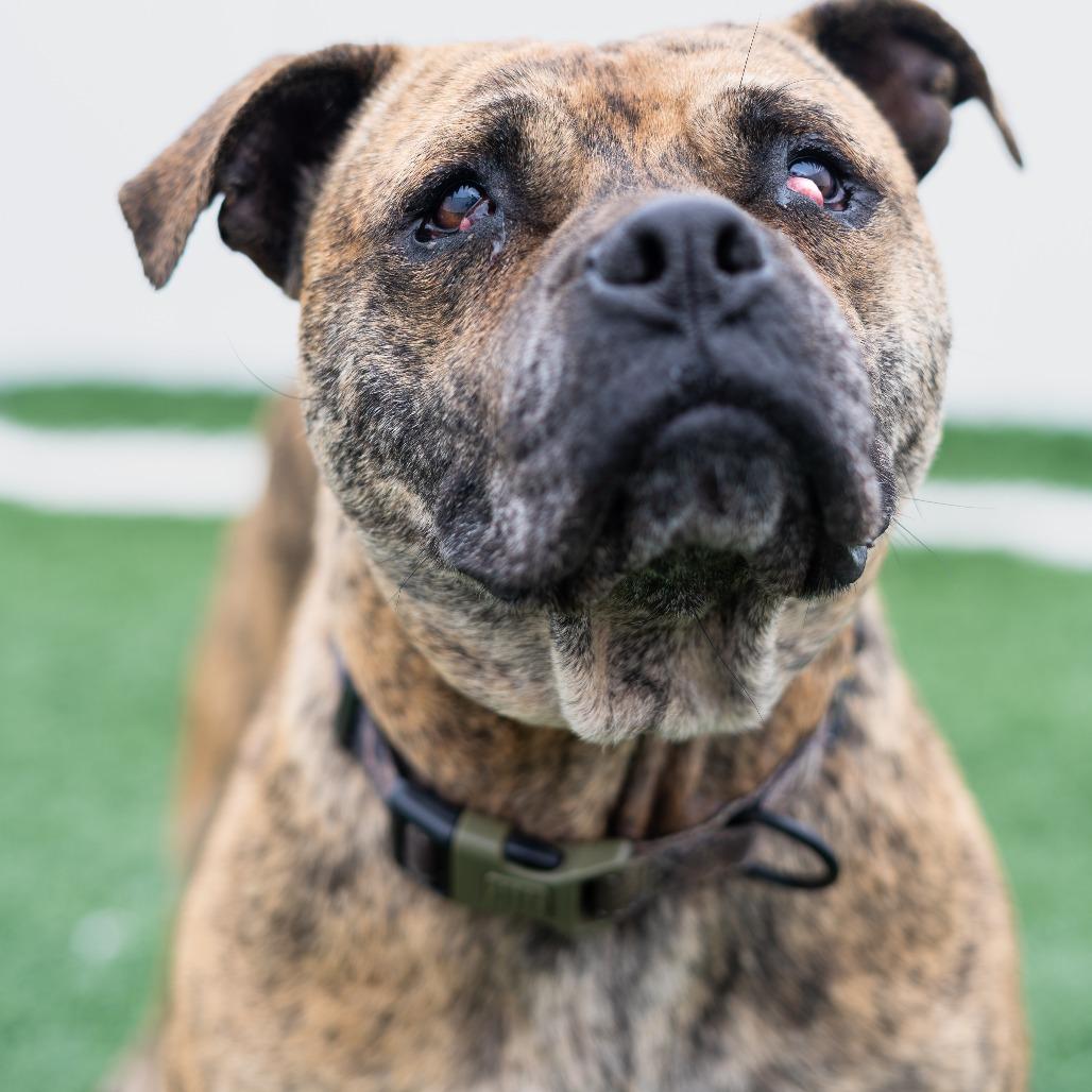 Enlarge Gemma, a Adoptable mixed breed in Jacksonville, NC image 3/3