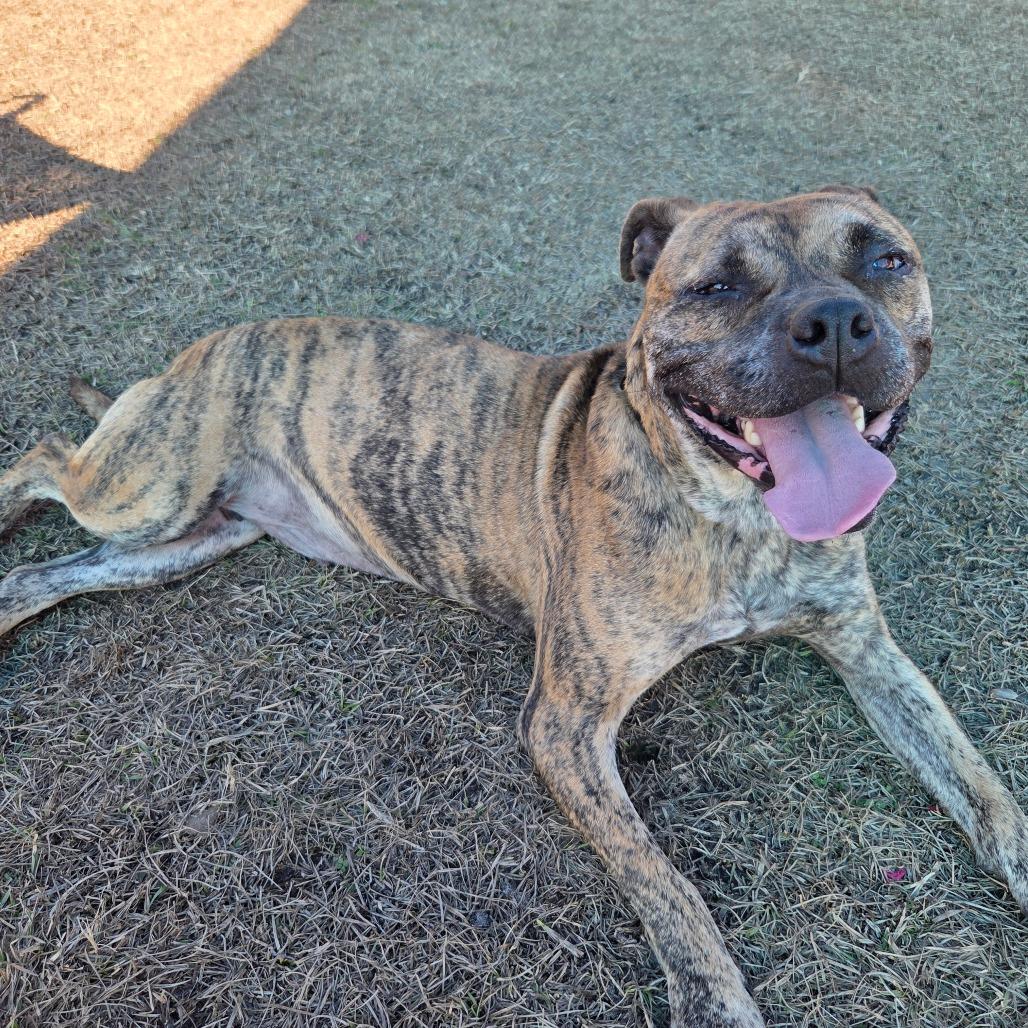 Gemma, Adoptable, Adult Female Pit Bull Terrier.