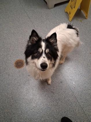 Journey, Adoptable, Adult Male Border Collie & Samoyed.