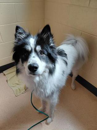 Enlarge Journey, a Adoptable mixed breed in Westland, MI image 2/2