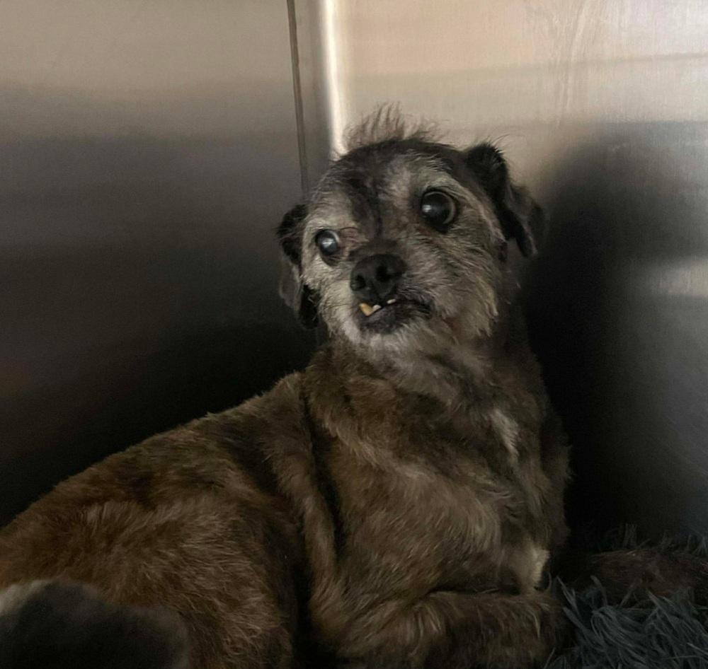 Taz (Bonded with Sassy), Adoptable, Senior Male Terrier.