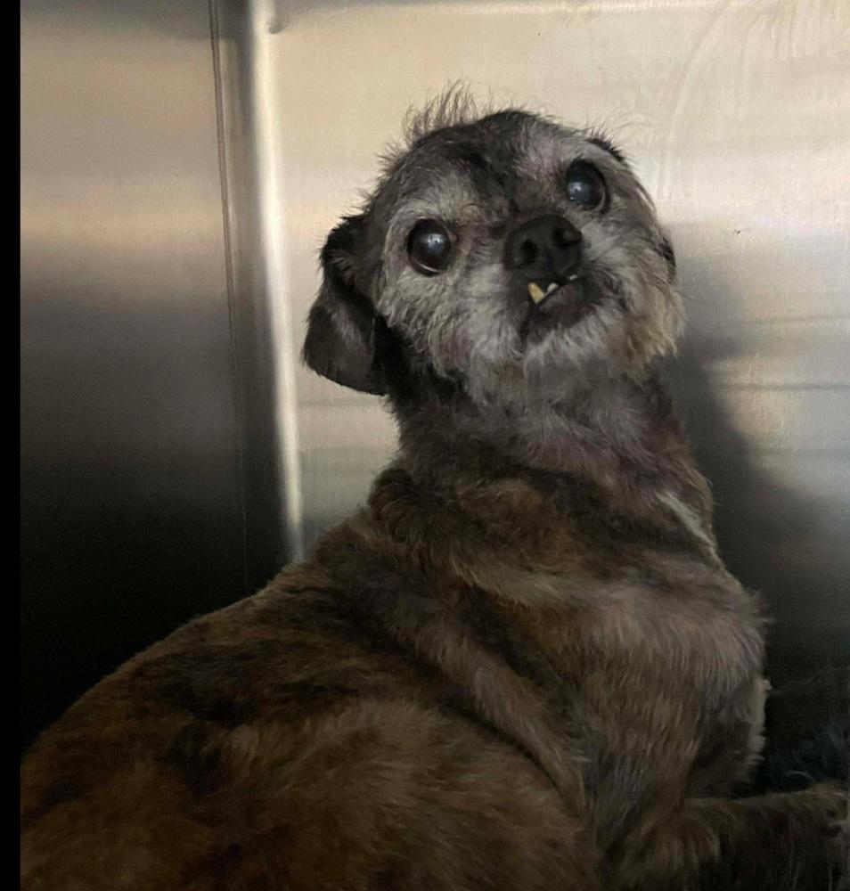 Taz (Bonded with Sassy), a Adoptable mixed breed in Warrenton, MO image 2/2