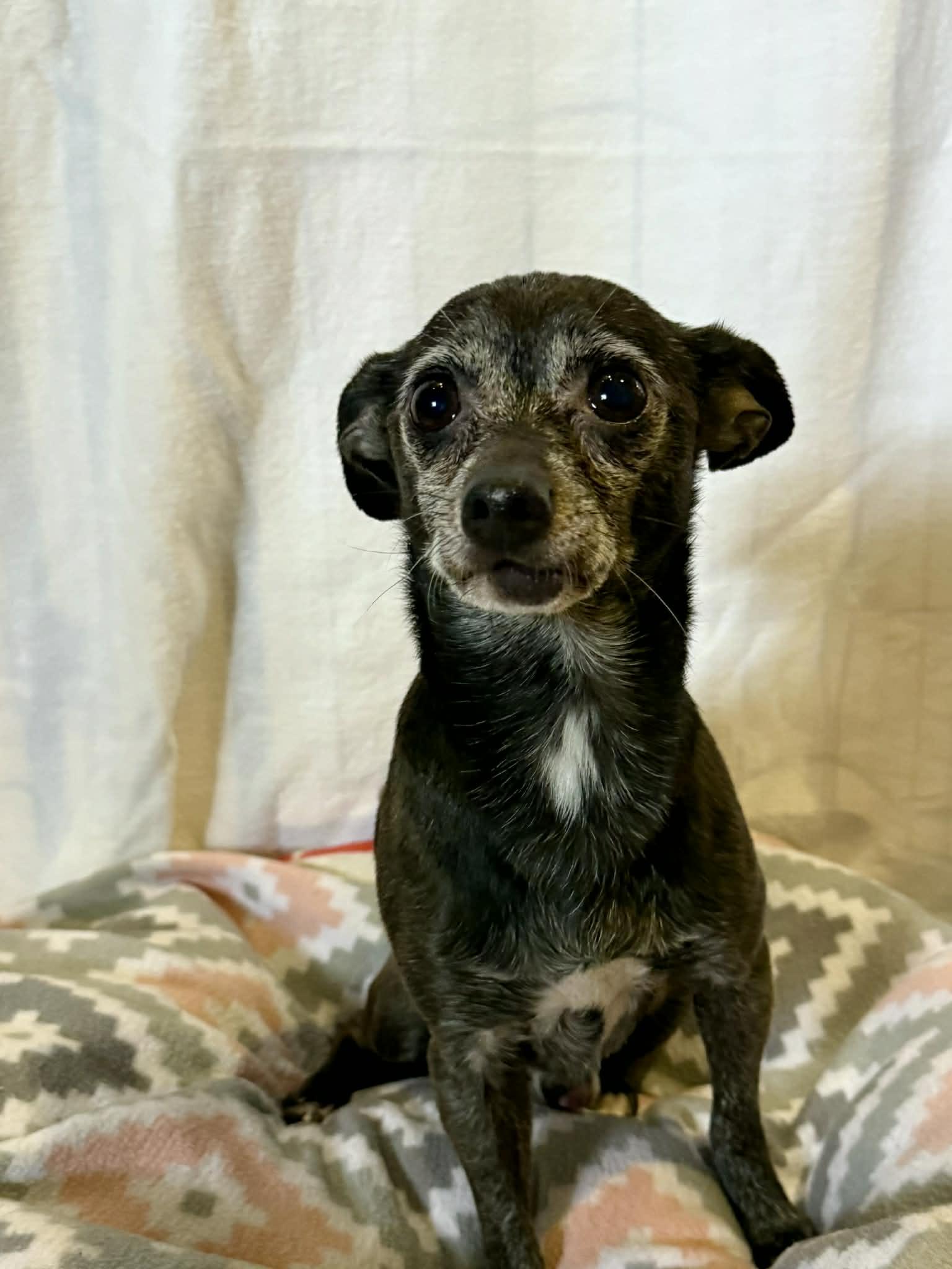 KODY, a ADOPTABLE Chihuahua in Port Clinton, OH image 2/3