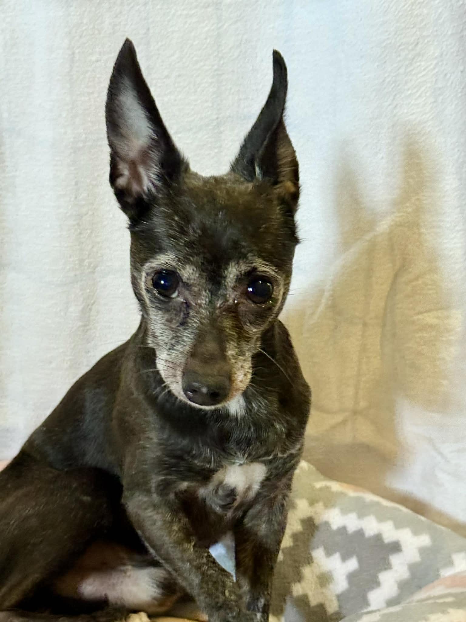 KODY, a ADOPTABLE Chihuahua in Port Clinton, OH image 3/3