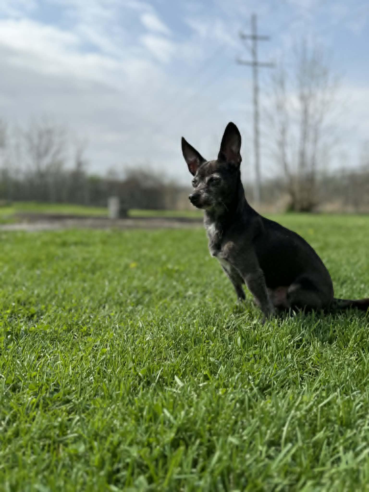 KODY, ADOPTABLE, Senior Male Chihuahua.