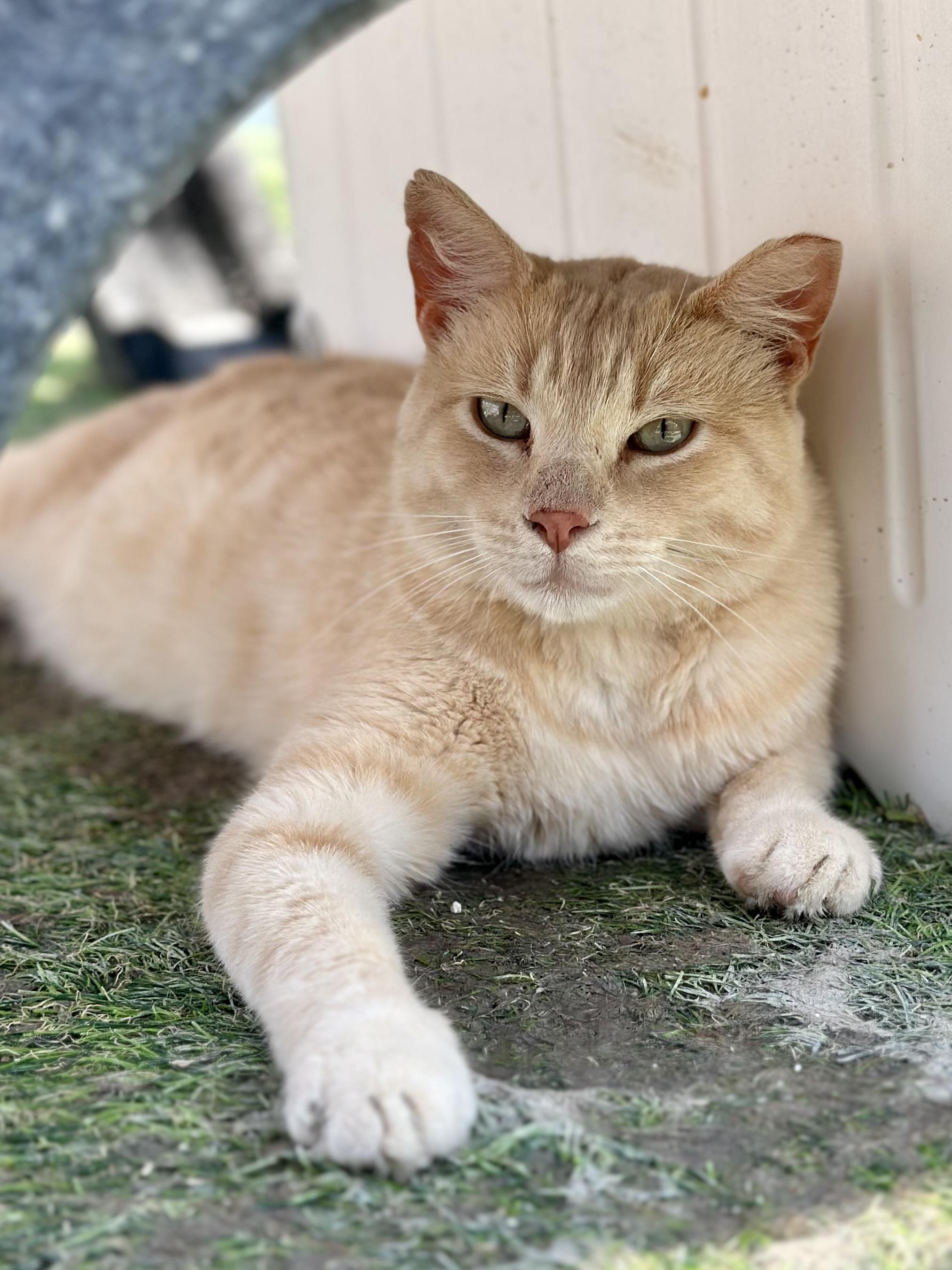 Julio, Adoptable, Adult Male Domestic Short Hair.