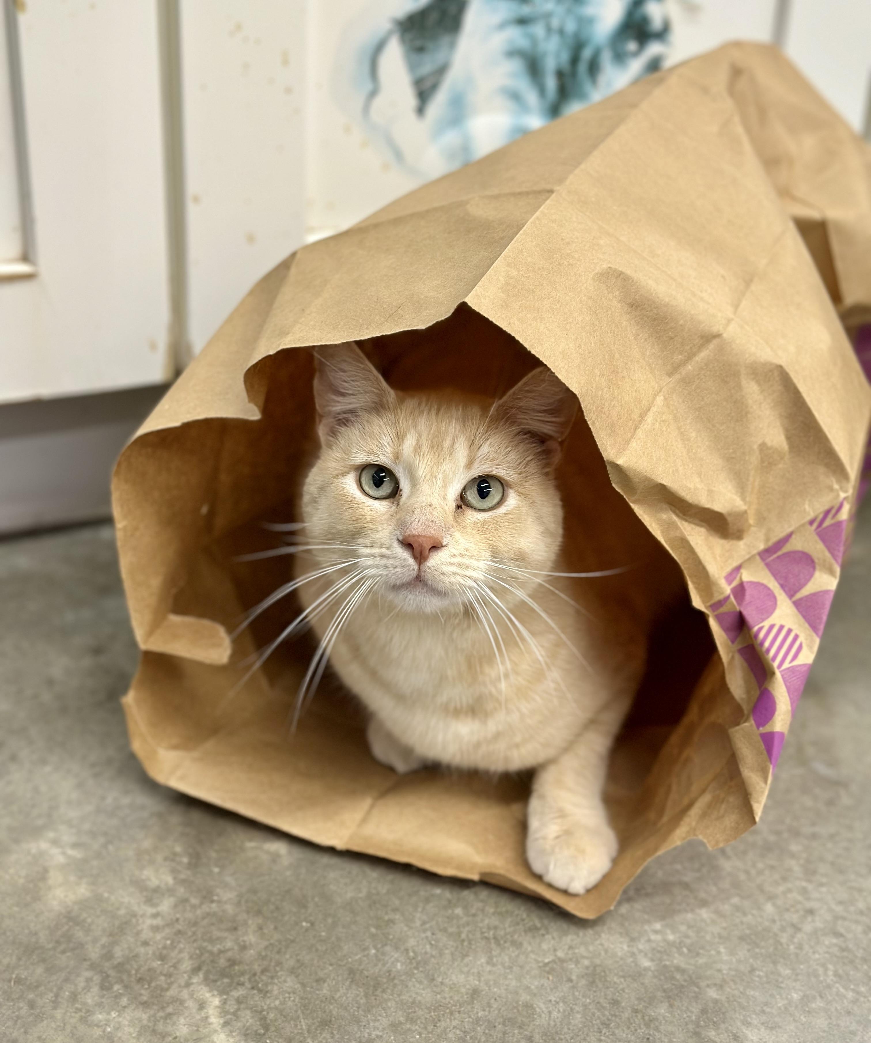 Enlarge Julio, a Adoptable Domestic Short Hair in Faribault, MN image 3/6