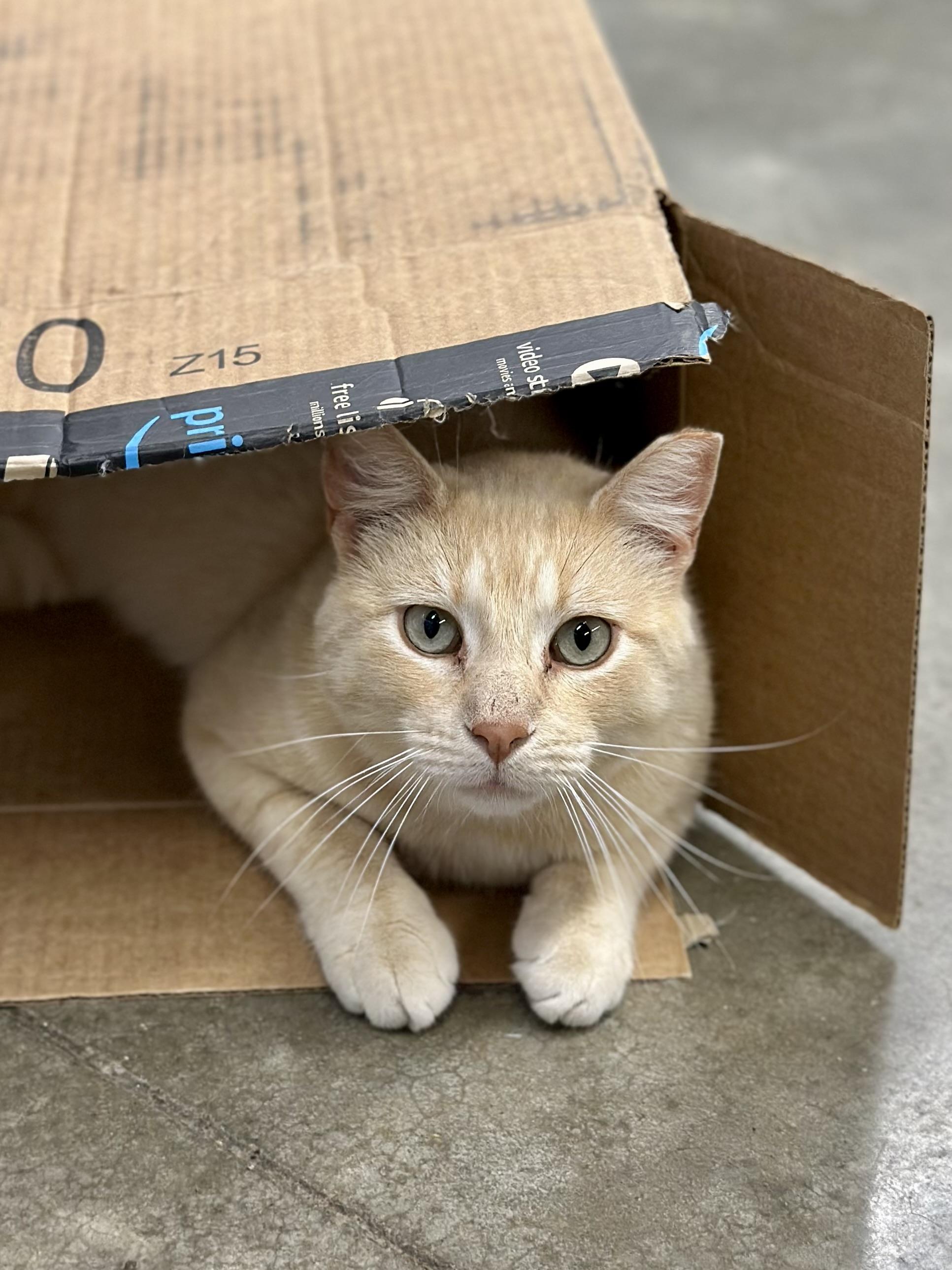 Enlarge Julio, a Adoptable Domestic Short Hair in Faribault, MN image 5/6