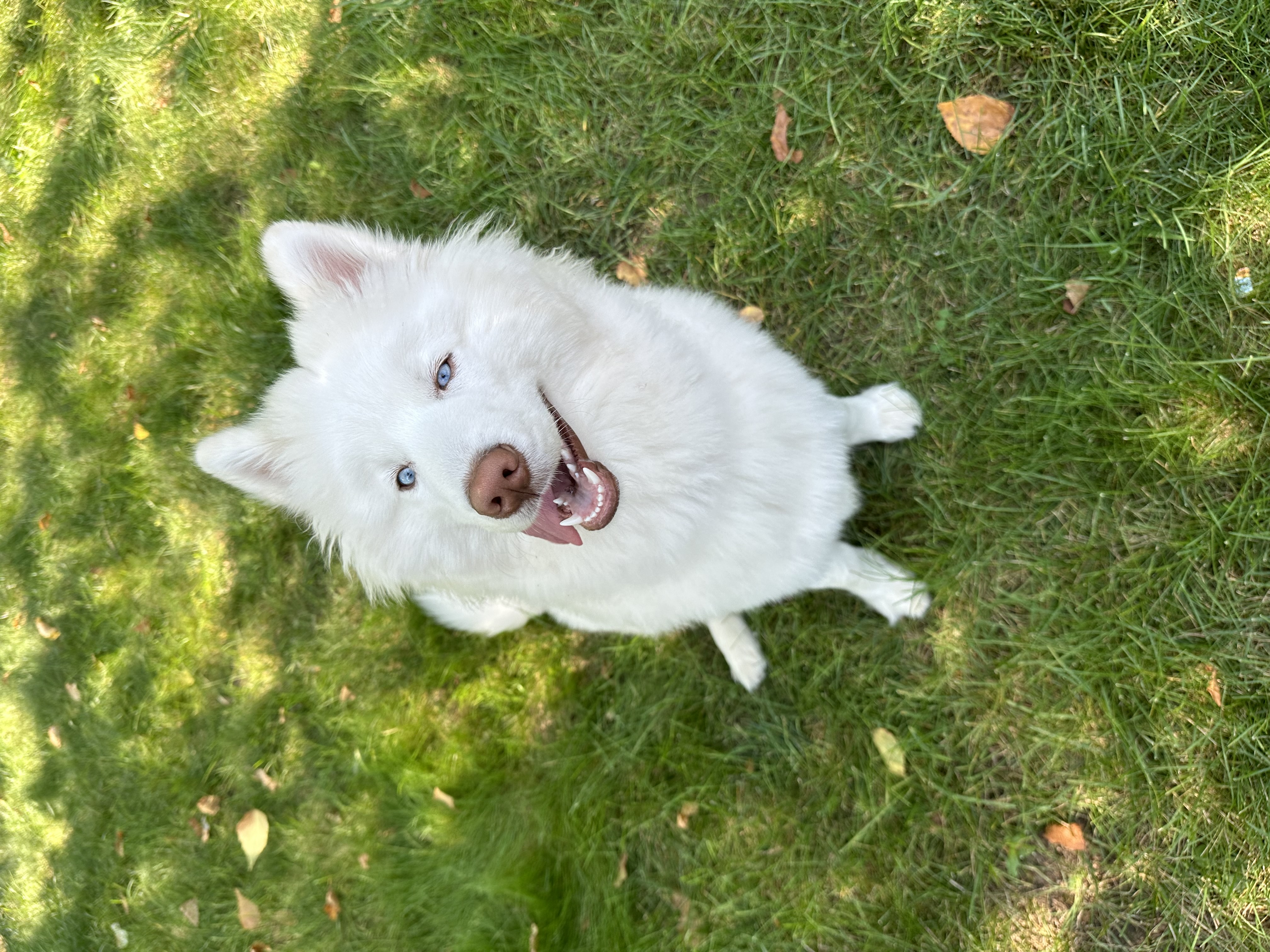 Enlarge Bluey - Medical Foster or Adopt, a Adopted mixed breed in Madison, WI image 1/6