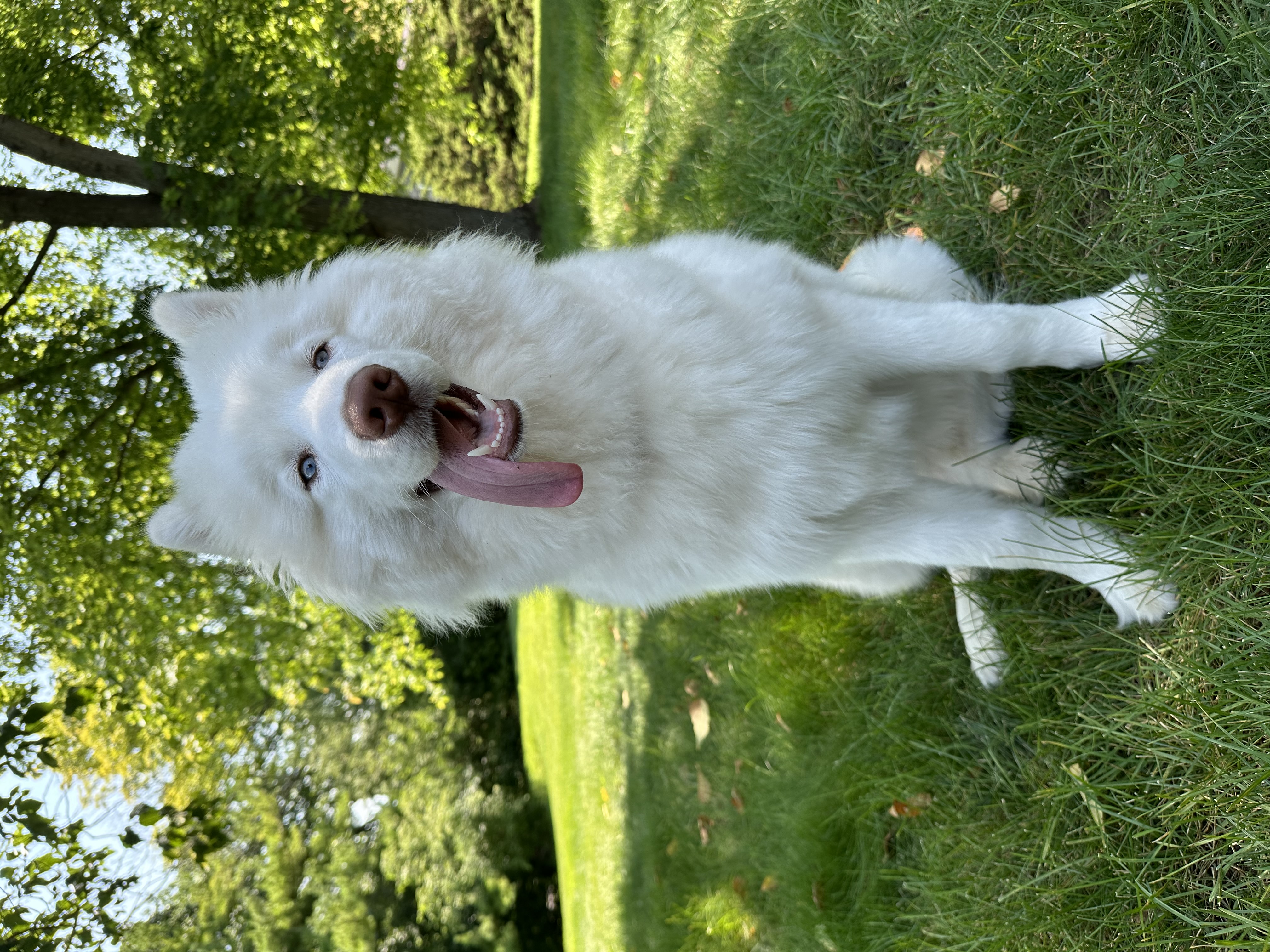 Enlarge Bluey - Medical Foster or Adopt, a Adopted mixed breed in Madison, WI image 4/6