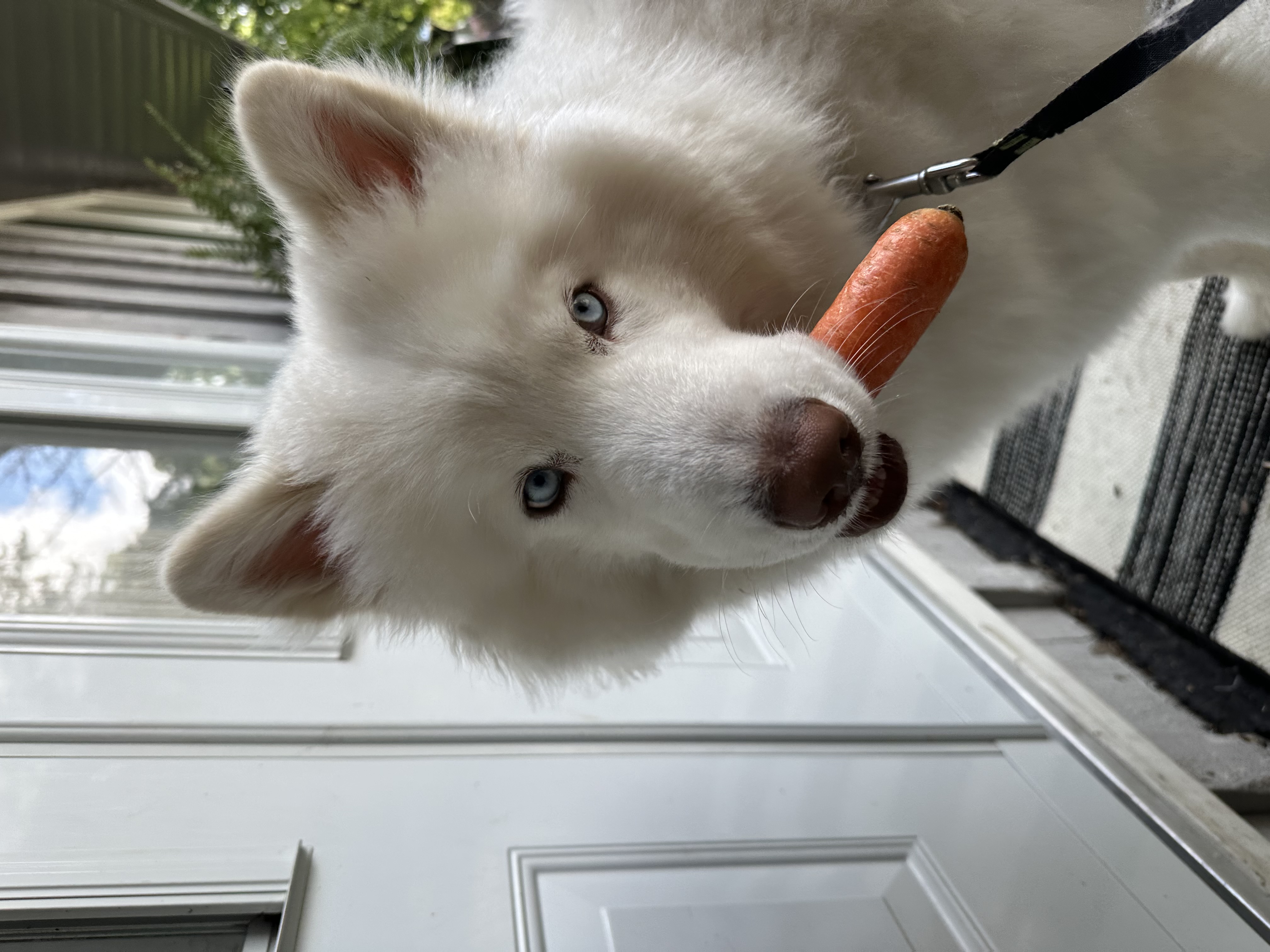 Enlarge Bluey - Medical Foster or Adopt, a Adopted mixed breed in Madison, WI image 5/6