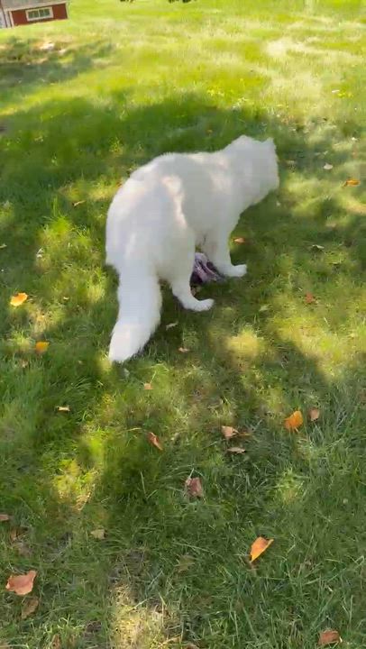 Enlarge Bluey - Medical Foster or Adopt, a Adopted mixed breed in Madison, WI video 3/6