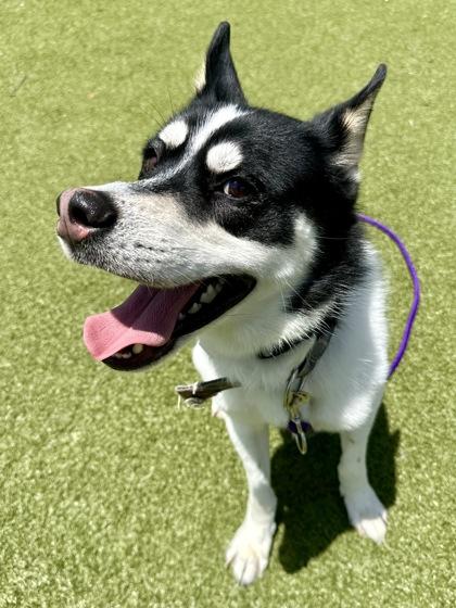 Tahoe, a Adoptable mixed breed in Wichita, KS image 3/3