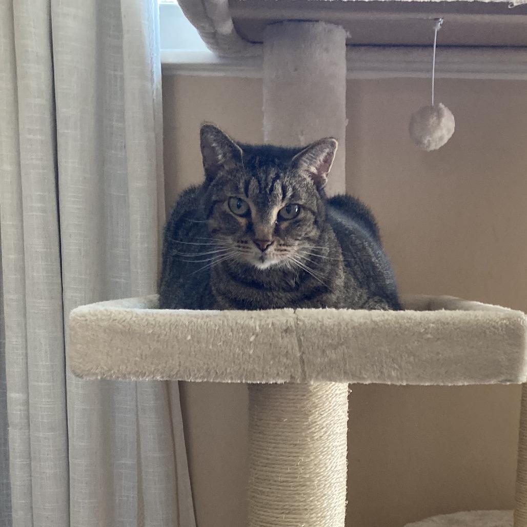 Tammy, Adoptable, Senior Female Domestic Short Hair.