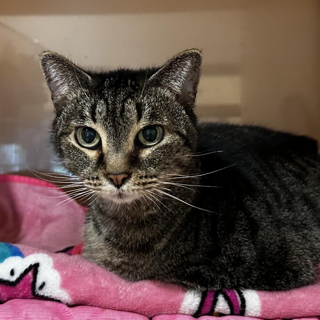 Enlarge Tammy, a Adoptable Domestic Short Hair in Washington Township, OH image 2/6