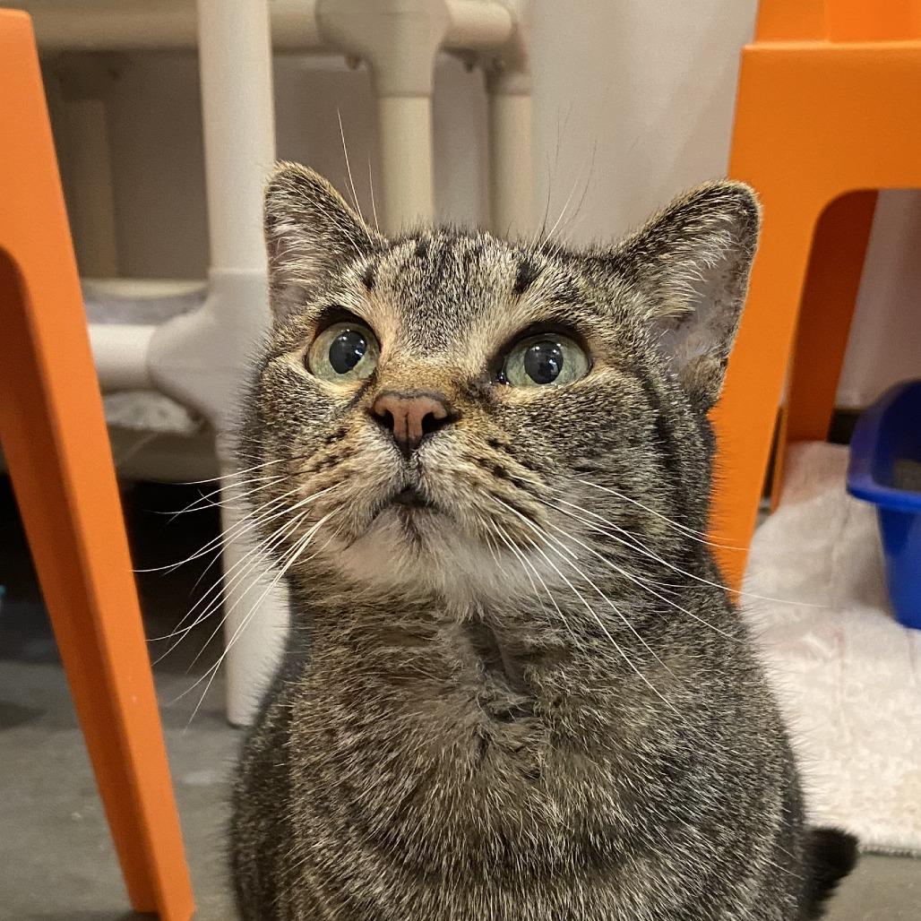 Enlarge Tammy, a Adoptable Domestic Short Hair in Washington Township, OH image 3/6