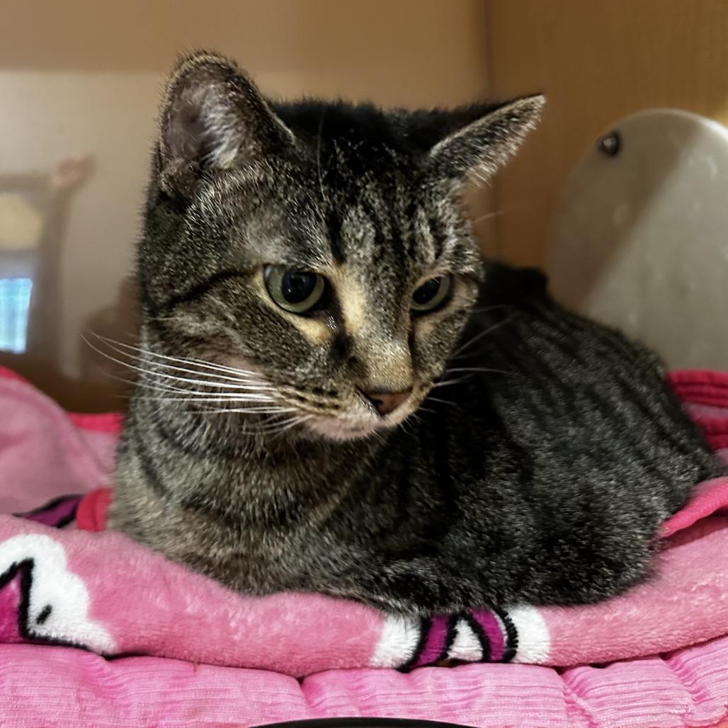 Enlarge Tammy, a Adoptable Domestic Short Hair in Washington Township, OH image 4/6