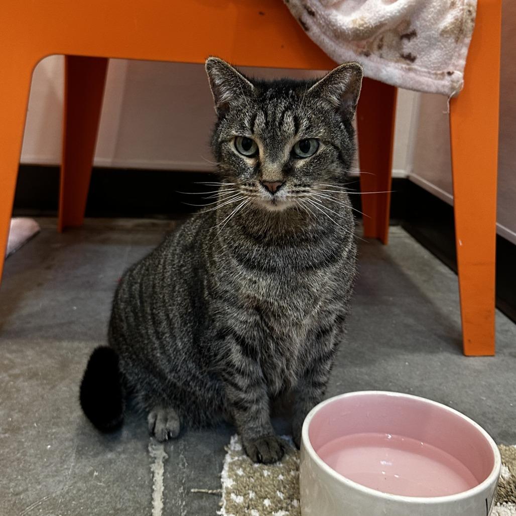 Enlarge Tammy, a Adoptable Domestic Short Hair in Washington Township, OH image 5/6